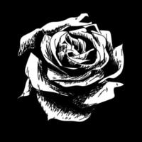 Rosa dibujo flor naturaleza vector icono sobre fondo negro