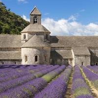 Abbey of Senanque and lavander field