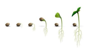 Stages of cannabis seed germination vector