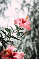flor de hibisco rosa en flor foto