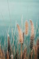 Dry wheatgrass against blue sky photo