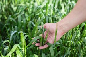 Hand of a farmer touching ripening wheat  photo