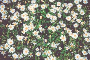 Close-up of patch of daisies  photo