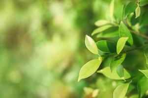 baniano con hojas verdes foto