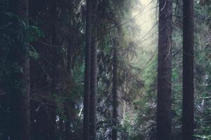 bosque brumoso en chequia foto