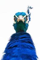 Low angle portrait of male peacock photo