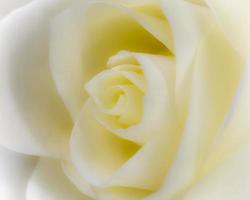 Yellow rose closeup photo