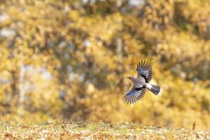 A jay bird in flight photo