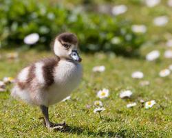 Egyptian goose chick photo