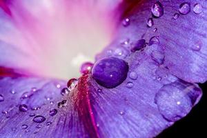 Abstract close up of purple morning glory flower photo