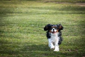 Cavalier King Charles Spaniel running photo