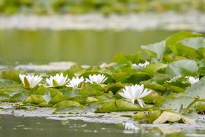 European white water lilies photo