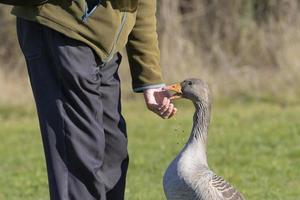 Greylag goose eating from hand