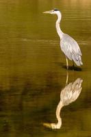 Grey heron in lake photo