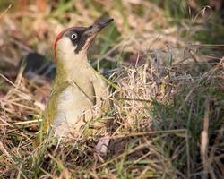 Green woodpecker in grass