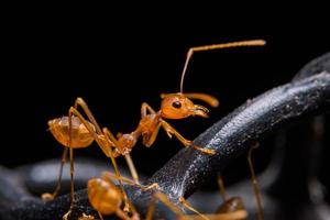 Macro red ant  photo