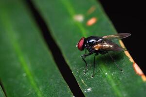 Macro view of fly on leaf photo