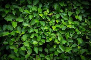 primer plano de hojas verdes foto