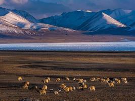 ovejas en campo con montañas en el fondo foto