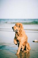 Three-legged dog sitting on the beach photo