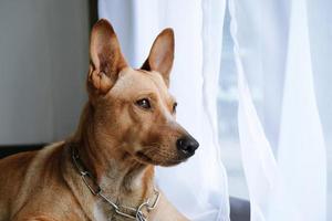 Brown dog sitting next to window photo