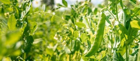 Growing green sugar peas on vine photo