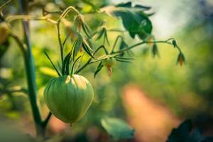 tomate orgánico madura en la vid foto