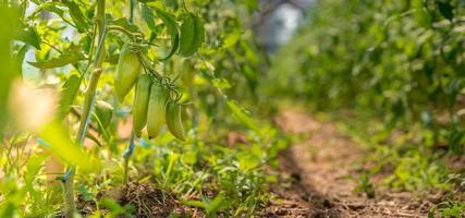 Green peppers on a vine in full sun photo