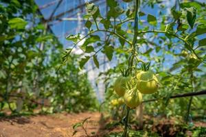 Tomatoes hanging in full sun in greenhouse photo