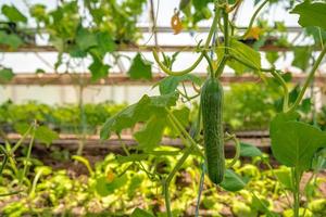 Cucumber growing in a greenhouse