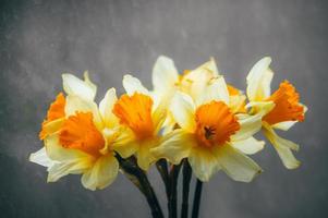 Narciso flores en un florero foto