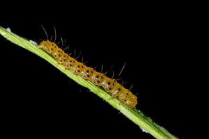 Macro orange worm on a green branch, black background photo