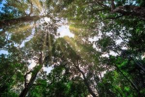 naturaleza y bosque foto