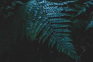 Leaves of a fern  photo