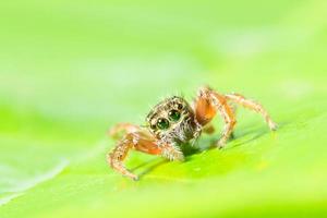 Brown spider on green leaves photo