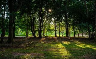 luz del sol a través de los árboles foto