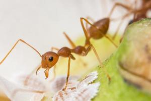 Macro red ants on plant photo
