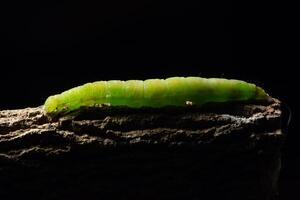 Green worm on a branch photo
