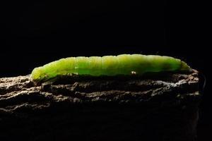macro gusano verde en una rama foto