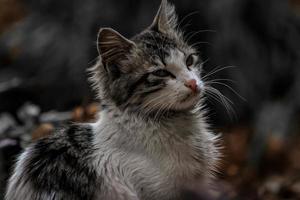Gato doméstico al aire libre en el paisaje de otoño foto