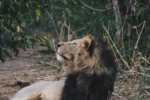 Male lion relaxes on grass photo