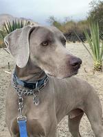 Weimaraner de pie con una correa en un parque foto