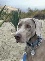 Weimaraner with a leash on in a park photo