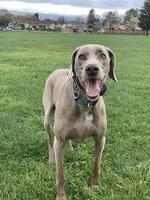 Weimaraner jugando en la hierba foto