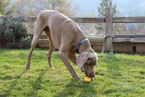 Weimaraner playing with a toy in the grass