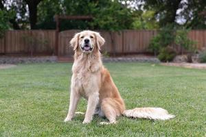 Obedient Golden Retriever sitting in the grass outdoors photo