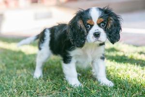 Cavalier King Charles Spaniel foto