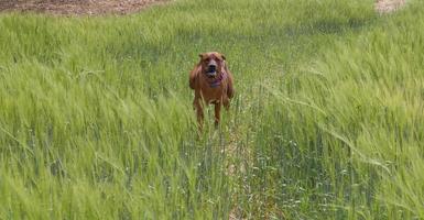 Ridgeback de Rodesia corriendo rápido foto