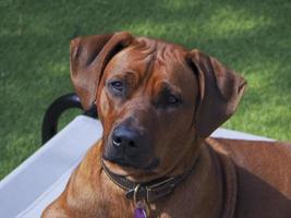 Rhodesian Ridgeback resting  on a lawn chair photo