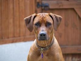 Ridgeback de Rodesia sentado obedientemente foto